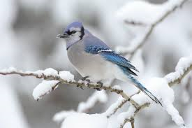 Bluejay resting in the snow-how-to-care-for-birds-in-the-winter