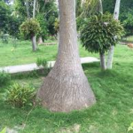 Bottle palm-salt-tolerant-plant-list