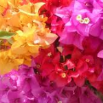 Bougainvilleas-salt-tolerant-plant-list