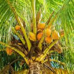 Coconut tree-salt-tolerant-plant-list