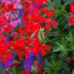 Geranium-salt-tolerant-plant-list