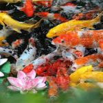 Gold-fish-build-a-back-yard-fish-pond