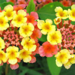 Lantanas-salt-tolerant-plant-list