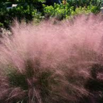 Muhly-salt-tolerant-plant-list