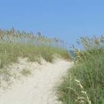 Sea oats-salt-tolerant-plant-list