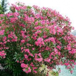 Oleanders-salt-tolerant-plant-list