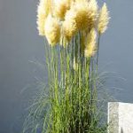 Pampas grass-salt-tolerant-plant-list