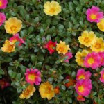 Portulacas-salt-tolerant-plant-list