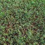 Sea purslane-salt-tolerant-plant-list