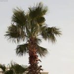 Washingtonia-salt-tolerant-plant-list