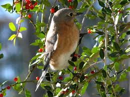 Permaculture Garden Design-a-bird-resting-in-a-holly-tree