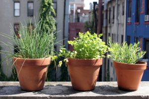 Herbs growing in plant pots-urban-garden-support