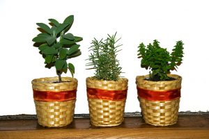 Summer Container Garden Ideas-herbs-growing-in-containers