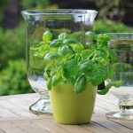 Basil herb-regrow-vegetables-from-kitchen-scraps