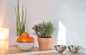 Rosemary herb on counter top