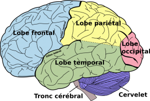 Diagram of the brain-better-brain-care