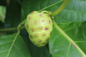 Noni Health Benefits-noni