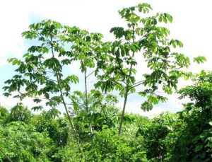 Moringa tree-health-benefits-moringa-tree