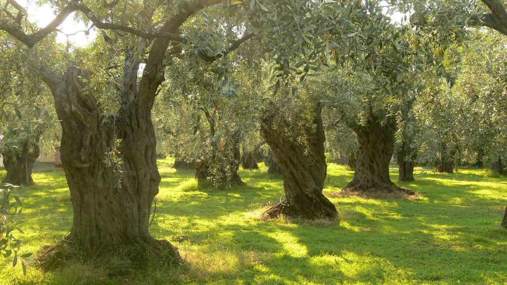 Olive trees-health-benefit-of-olive-oil