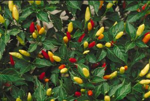 Pepper tree-growing-pepper-trees