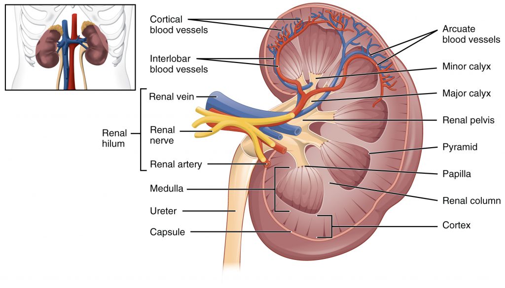 The human Kidneys-kidney-health-natural-remedies