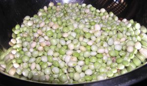 Pigeon peas-Peas growing guide