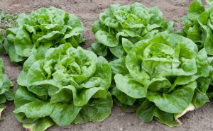 Cabbages-seaside-vegetable-gardening