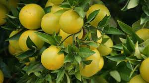 Grapefruit growing on tree-growing-a-grapefruit-tree