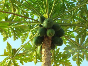 Papaya tree-papaya