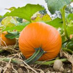 Pumpkins on vine-regrow-vegetables-from-kitchen-scraps