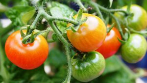 Tomatoes-problems-with-container-plants