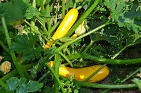 Growing Zucchini Plants-zucchini