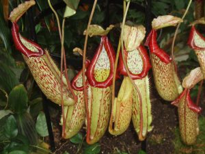 Nepenthes-plants-that-eats-insects