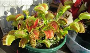 Venus fly trap-Indoor-pest-repellent-plants