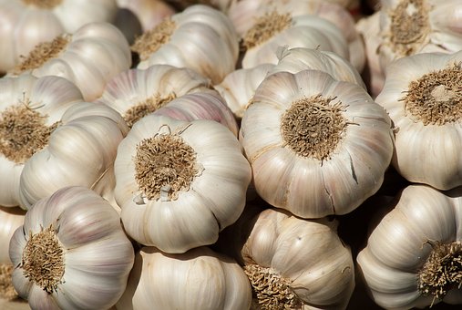 Garlic herb-seaside-gardening