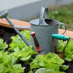 Lettuce-regrow-vegetables-from-kitchen-scraps