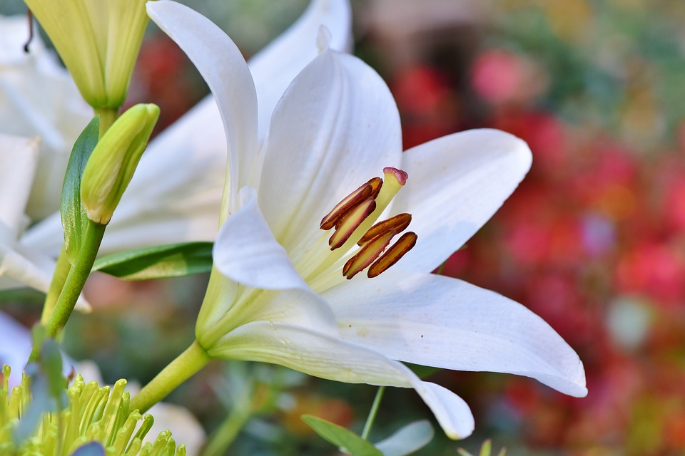 White Flowering Lily-garden-saftey