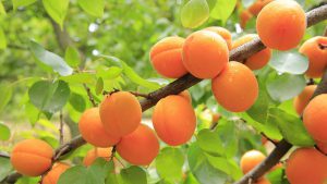 Apricots growing on tree-apricots-health-benefits