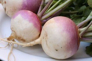 Turnips-planting-growing-and-harvesting-turnips