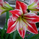 Amaryllis-plants-that-are-poisonous-for-cats