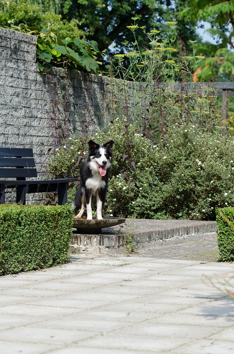 Dog in the garden-plants-that-are-poisonous-for-dog