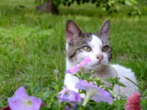 A cat resting