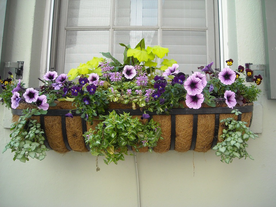 Window Box-window-box-planting-ideas