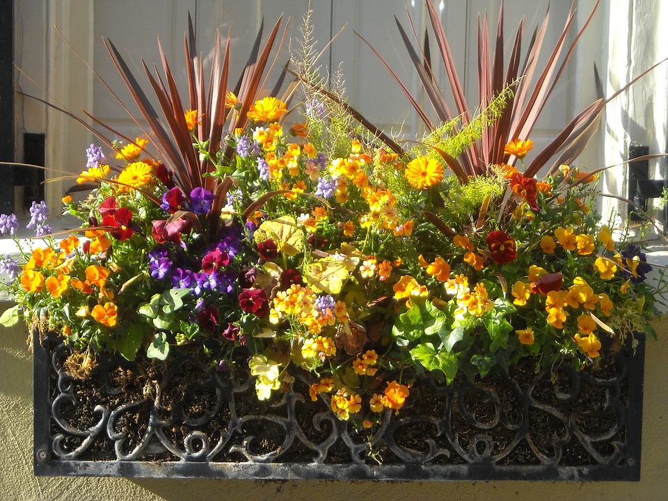 Window Box-window-box-planting-ideas