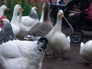Ducks and chickens -garden-without-pesticides