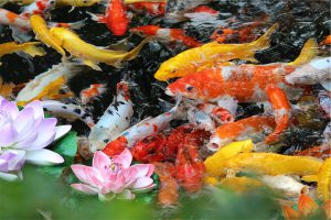 Creating A Backyard Oasis-a-fish-pond