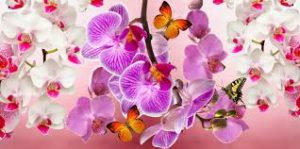 orchids with butterflies- Repotting orchid plants