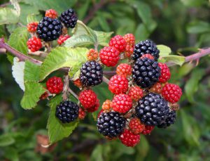 Blackberries_Growing blackberries