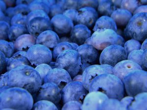 Blueberries-Growing blueberries in pots