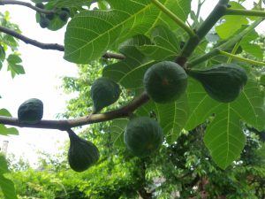 Figs growing on tree-how to grow figs